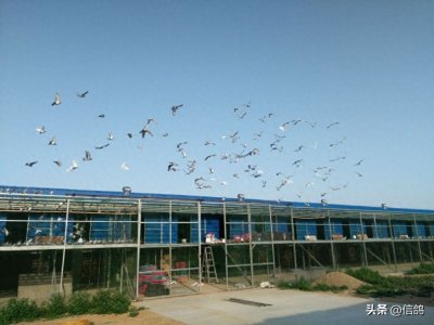 ​赛鸽足环为假，公棚亚军成绩无效，遗憾与奖金擦肩而过！
