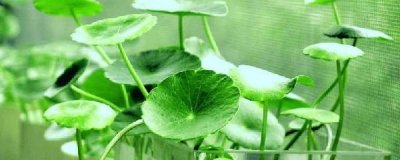 ​铜钱草需要换水吗