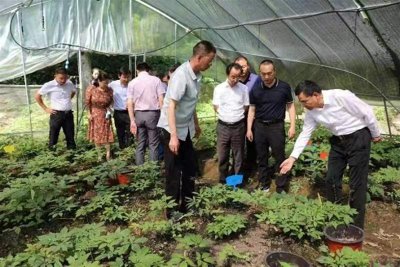 ​十堰市茅箭区500亩“七叶一枝花”成为农民致富花