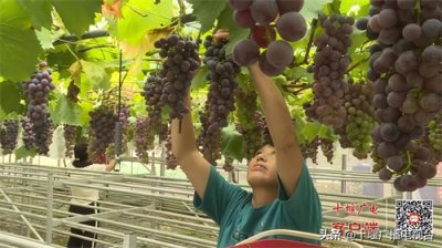 ​每亩地净赚4万元！十堰这个村香菇棚里种葡萄立体种植收益高