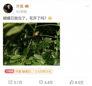 ​许嵩2025年首条微博引热议：蝴蝶已就位，花开了吗？