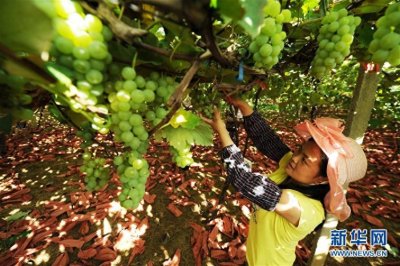 ​贵州玉屏：水晶葡萄抢“鲜”上市