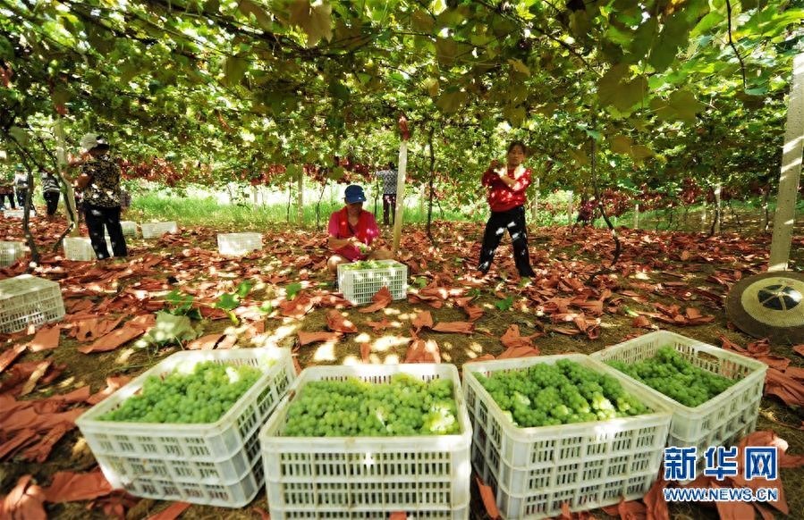 贵州玉屏：水晶葡萄抢“鲜”上市