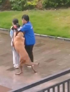 ​未牵绳大狗纠缠女孩，保洁阿姨用身体保护被抓伤，警方回应