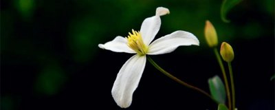 ​一花一世界,一叶一如来的意思 一花一世界一叶一如来的意思是什么